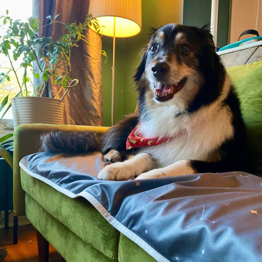 Waterproof Mat Dog and Sofa